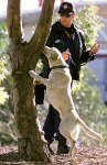 Cop and sniffer dog on inspection rounds