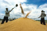 File photo of farmers cleaning wheat in Sirhind, Punjab, April 18, 2001. India's wheat crop, threatened by abnormally hot weather in December, has improved after widespread winter rains and a drop in temperatures across the key growing northern and central states, officials and traders said. REUTERS/Stringer 