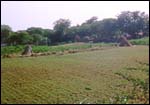 Fields of toor dal